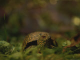 A Close View of a Box Turtle