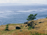 A Scenic Water View from Atop a Hill