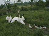 Swans Lead Their Babies to the Waters Edge