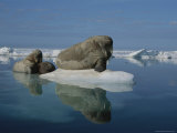 Atlantic Walruses  Including a Calf  Rest on an Ice Floe
