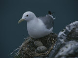 A Kittiwake