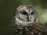 A Close View of the Head of a Barred Owl  Strix Varia
