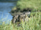 River Otters  Yellowstone Lake