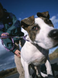 Close View of a Dog on a Leash with its Owner