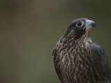 A Portrait of a Juvenile Peregrine Falcon (Falco Peregrinus)