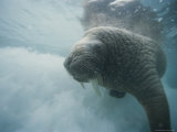 An Atlantic Walrus Swims in the Clear Water of the Foxe Basin