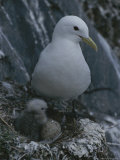A Kittiwake