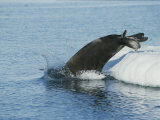 An Atlantic Walrus Dives off an Ice Floe into the Arctic Ocean