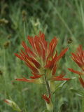 Close View of Indian Paintbrush Flowers