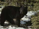 A Black Bear Takes a Look Around