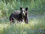 A Black Bear Makes a Meal of Fresh Grass