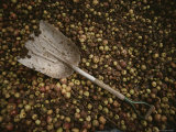 A Shovel Rests in the Back of a Pick-Up Truck Filled with Crabapples