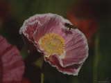 A Bee Carrying Pollen Hovers over a Pink Mallow Flower