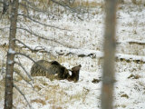 Grizzly Bear Killing a Wapiti or Elk