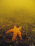 A Red Tide Clouds the Water in an Ochre Starfishs Environment