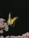 A Yellow Swallowtail Butterfly Lands on a Flower
