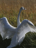 A Trumpeter Swan Stretches His Wings Amid a Field of Tall Grasses