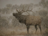 Wapiti  or Elk  Male Amidst Falling Snow