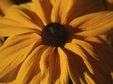 A Close View of a Black-Eyed Susan Flower Side-Lit at Dawn