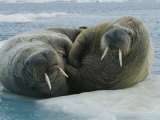 Two Atlantic Walruses Rest on an Ice Floe