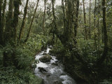 A Stream Running Through a Dense Forest