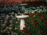 Bird-Baths Surrounded by Colored Geraniums