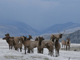 Wapiti  or Elk  Harem with Male in Winter