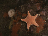 A Sea Anemone and Baby Starfish Near a Large Red Horse Starfish