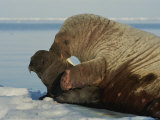 A Mother Walrus  Odobenus Rosmarus  Nuzzles Her Calf