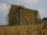 Autumn-Colored Vines Cover an Old Barn in a Field Near Easton