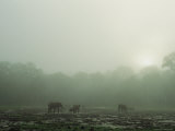 Attracted by Salt-Rich Soil  Forest Elephants Linger at a Misty Dawn