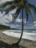 A Lone Palm Tree Grows from the Rocky Shoreline