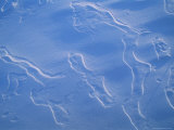 Impressions in the Snow Surface