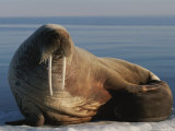 An Atlantic Walrus with Her Baby on an Ice Floe