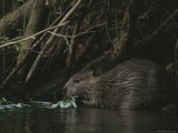 Beaver Building a Dam  Ozark Mountains Area
