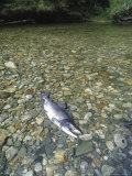 A Dead Chum Salmon  Oncorhynchus Keta  Lies on a Rocky River Bottom