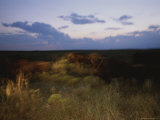 American Bison Caught in Motion on the Tallgrass Prairie Preserve
