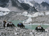 Yak Herders Cross a High Pass Near Mount Everest  Nepal