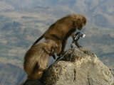 Two Curious Female Geladas Inspect a Remote-Camera Set-Up