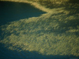 Marsh Grass  Penobscot River  Maine