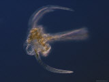 This Dinoflagellate  Ceratium Longipedes  Lives in the Gulf of Maine