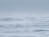 A Herd of Caribou Migrates over the Windswept Tundra