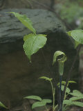 A Jack-In-The-Pulpit