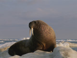 An Atlantic Walrus on an Ice Floe