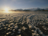 Sunlight Floods a Ground Covered with Ice Crystals