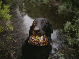 A Black Lab Named Cooper with a Turtle in His Mouth