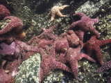 A Group of Ochre Sea Stars Cluster Together on Barnacle Covered Rocks