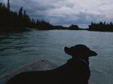 A Black Labrador Dog Travels up the Kenai River on a Boats Bow