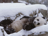 A Panda in the Snow at the National Zoo in Washington  Dc