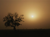 A Baobab Tree (Adansonia Digitata) Silhouetted by the African Sunset